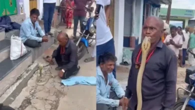 यमराज के साथ उठना-बैठना है…’, बंदे ने कोबरा के साथ कर दी ऐसी हरकत, लोग बोले- सदमे में है सांप बिरादरी