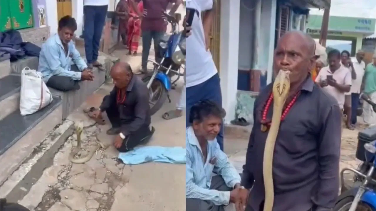 यमराज के साथ उठना-बैठना है…’, बंदे ने कोबरा के साथ कर दी ऐसी हरकत, लोग बोले- सदमे में है सांप बिरादरी