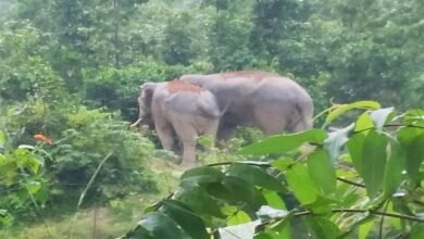 कटघोरा वनमंडल के हाथी ने घर के आंगन में सो रही महिला को कुचला, मौत