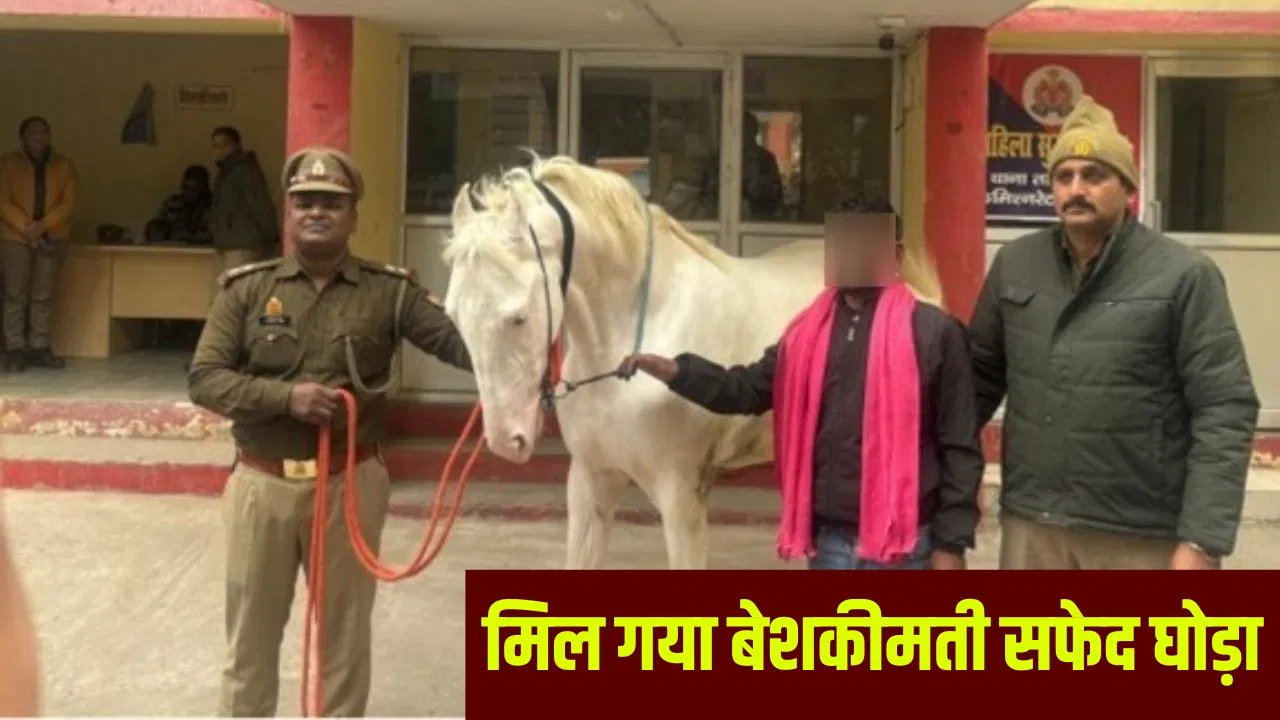 लखनऊ के कर्बला का सफेद घोड़ा ‘जुलजनाह’ उन्नाव से बरामद, चोर निकला पूर्व केयरटेकर; 1.5 लाख में बेचा लखनऊ के कर्बला का सफेद घोड़ा ‘जुलजनाह’ उन्नाव से बरामद, चोर निकला पूर्व केयरटेकर; 1.5 लाख में बेचा