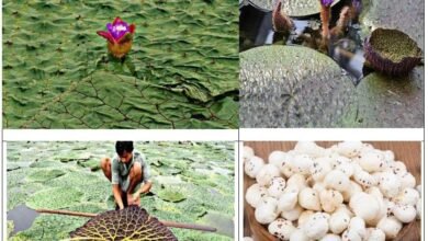 प्रदेश में मखाना की खेती को मिलेगा प्रोत्साहन ,मखाना की खेती पर 40 और प्रसंस्करण यूनिट लगाने पर 50 प्रतिशत अनुदान प्रदेश में मखाना की खेती को मिलेगा प्रोत्साहन ,मखाना की खेती पर 40 और प्रसंस्करण यूनिट लगाने पर 50 प्रतिशत अनुदान