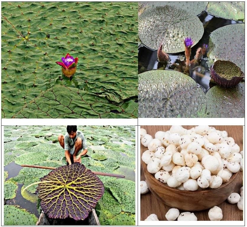 प्रदेश में मखाना की खेती को मिलेगा प्रोत्साहन ,मखाना की खेती पर 40 और प्रसंस्करण यूनिट लगाने पर 50 प्रतिशत अनुदान प्रदेश में मखाना की खेती को मिलेगा प्रोत्साहन ,मखाना की खेती पर 40 और प्रसंस्करण यूनिट लगाने पर 50 प्रतिशत अनुदान