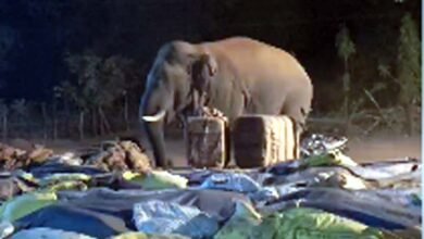 रायगढ़ के बंगुरसिया धान खरीदी केंद्र में हाथियों का आतंक, 15 बोरी धान खाया,कई बोरी धान किया बर्बाद