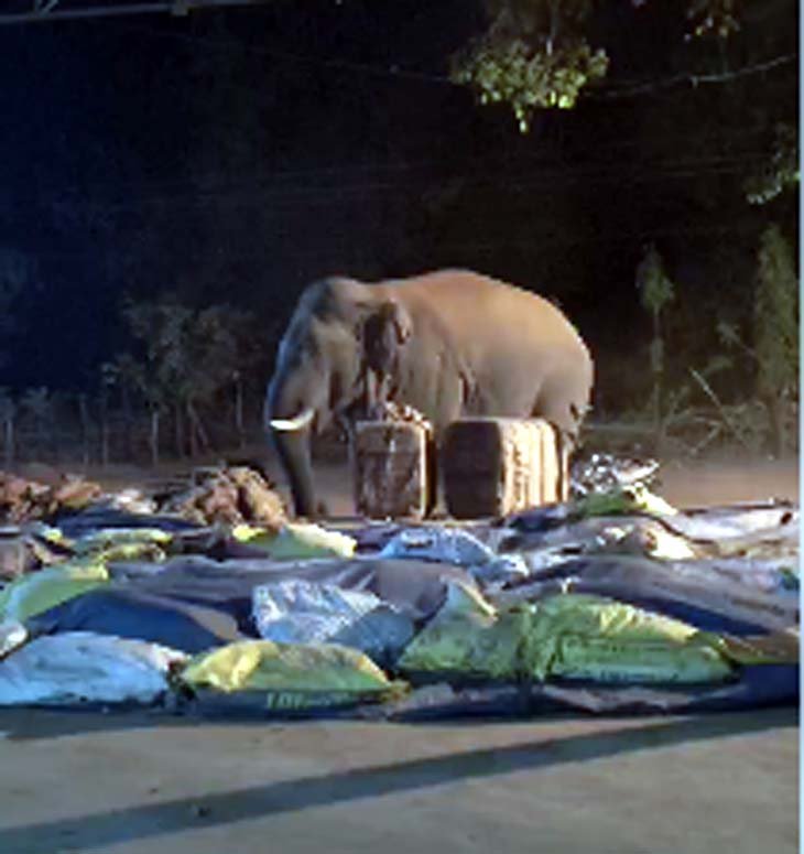 रायगढ़ के बंगुरसिया धान खरीदी केंद्र में हाथियों का आतंक, 15 बोरी धान खाया,कई बोरी धान किया बर्बाद रायगढ़ के बंगुरसिया धान खरीदी केंद्र में हाथियों का आतंक, 15 बोरी धान खाया,कई बोरी धान किया बर्बाद
