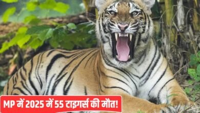 टाइगर स्टेट’ में बाघों को खतरा… अब सागर में मिला एक और बाघ का शव, एक हफ्ते में 7 की मौत