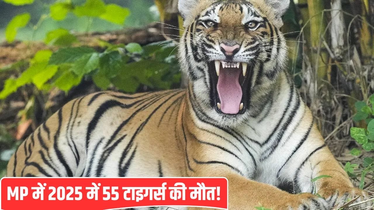 टाइगर स्टेट’ में बाघों को खतरा… अब सागर में मिला एक और बाघ का शव, एक हफ्ते में 7 की मौत