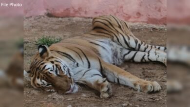 कानन पेंडारी जूलॉजिकल पार्क से आई बुरी खबर, 22 साल की बाघिन रागिनी की मौत