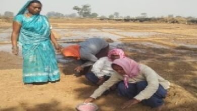 धमतरी में पहली बार 273 एकड़ में हो रही मूंगफली की फसल, किसानों को प्रोत्साहित करने सरकार दे रही…