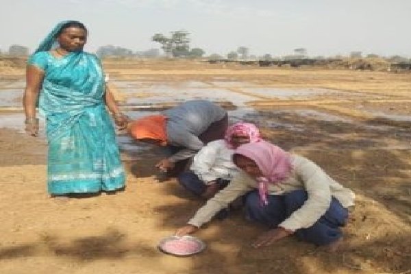 धमतरी में पहली बार 273 एकड़ में हो रही मूंगफली की फसल, किसानों को प्रोत्साहित करने सरकार दे रही…