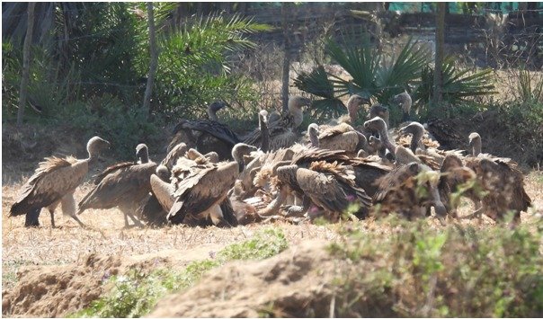 गिद्ध संरक्षण में छत्तीसगढ़ की नई उड़ान : इंद्रावती टाइगर रिजर्व बना देश का मॉडल गिद्ध संरक्षण में छत्तीसगढ़ की नई उड़ान : इंद्रावती टाइगर रिजर्व बना देश का मॉडल