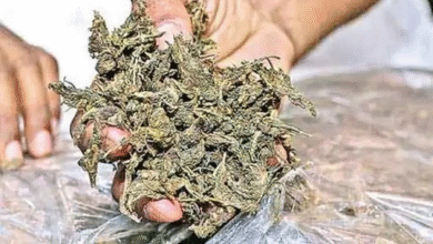 रायपुर में गांजा तस्कर मधु मिश्रा गिरफ्तार:घर में सरप्राइज चेकिंग कर पुलिस ने 36 लाख गांजा, हथियार-कैश और चाकू किया बरामद