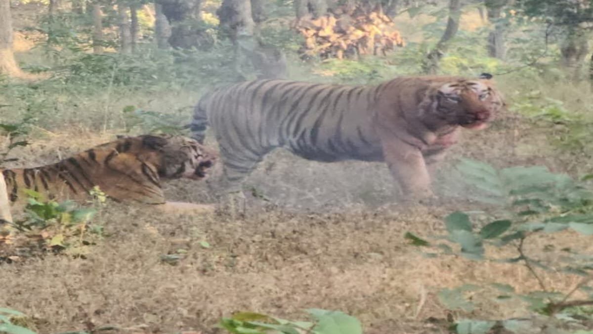 सीधी: संजय टाइगर रिजर्व में दुर्लभ नज़ारा, क्षेत्रीय वर्चस्व को लेकर दो नर बाघ आमने-सामने