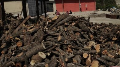 राजस्थान : सांभर साल्ट रिफायनरी में तहसीलदार का ओचक निरीक्षण: 160 क्विंटल अवैध गीली लकड़ी जब्त