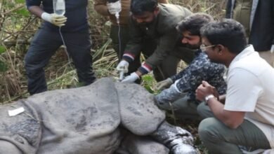 लखीमपुर खीरी: दुधवा में जख्मी गैंडा की उपचार के दौरान मौत, चार पशु चिकित्सकों ने किया पोस्टमॉर्टम