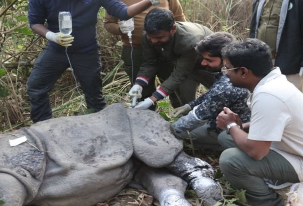 लखीमपुर खीरी: दुधवा में जख्मी गैंडा की उपचार के दौरान मौत, चार पशु चिकित्सकों ने किया पोस्टमॉर्टम लखीमपुर खीरी: दुधवा में जख्मी गैंडा की उपचार के दौरान मौत, चार पशु चिकित्सकों ने किया पोस्टमॉर्टम