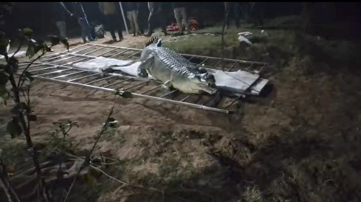 सीधी: चंबल के ‘जांबाज’ ने सोन में रचा इतिहास, 9 साल बाद घड़ियालों की गूंज से आबाद हुआ अभ्यारण्य