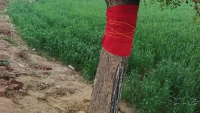 इटावा: नीम के पेड़ से ‘दूध’ बहने की चर्चा, जमुना बाग के पास उमड़ी भारी भीड़… आस्था और जिज्ञासा का अनोखा दृश्य