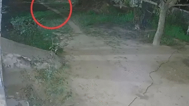 कुत्तों से घबराया लेपर्ड, एक कुत्ते पर हमला कर गर्दन पकड़ी और फिर शिकार छोड़कर भागा