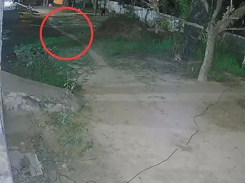 कुत्तों से घबराया लेपर्ड, एक कुत्ते पर हमला कर गर्दन पकड़ी और फिर शिकार छोड़कर भागा