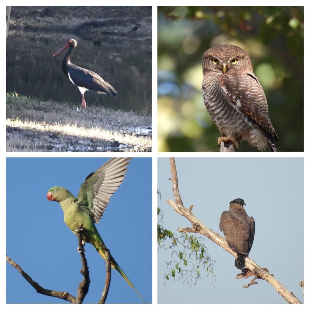 बारनवापारा अभयारण्य में “बर्ड सर्वे 2026” का आयोजन,200 से अधिक पक्षी प्रजातियों का रिकॉर्ड दर्ज