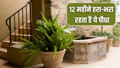 अभी से लगा लें ये पौधा, चिलचिलाती गर्मी में भी रहता है हरा, घर को रखता है ठंडा