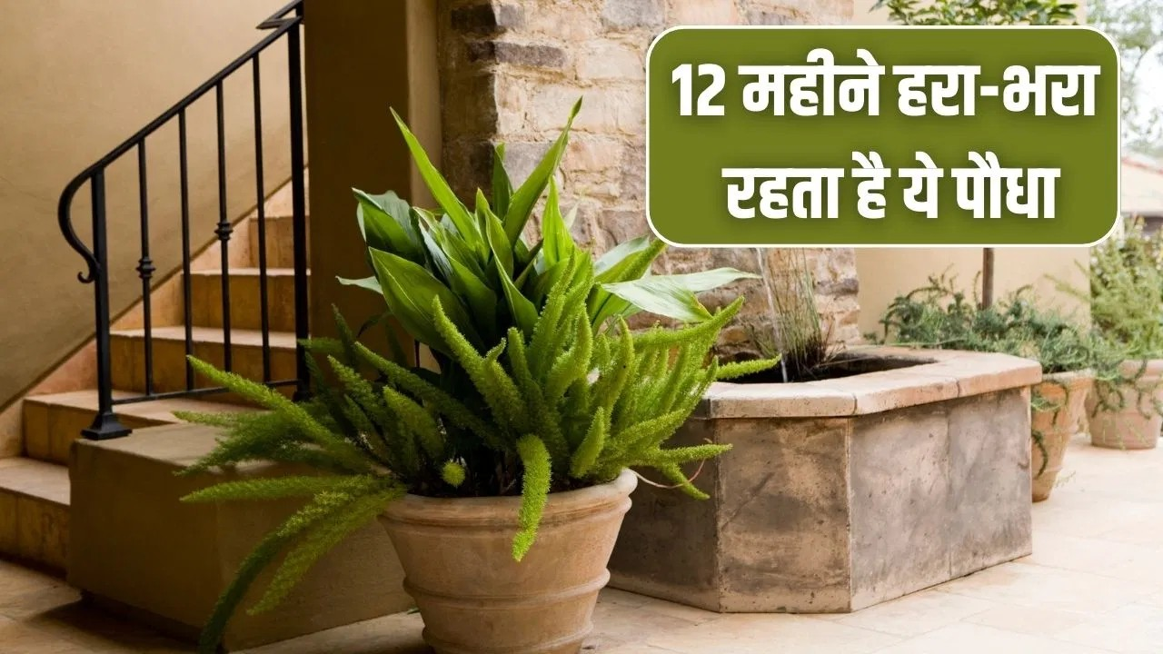 अभी से लगा लें ये पौधा, चिलचिलाती गर्मी में भी रहता है हरा, घर को रखता है ठंडा