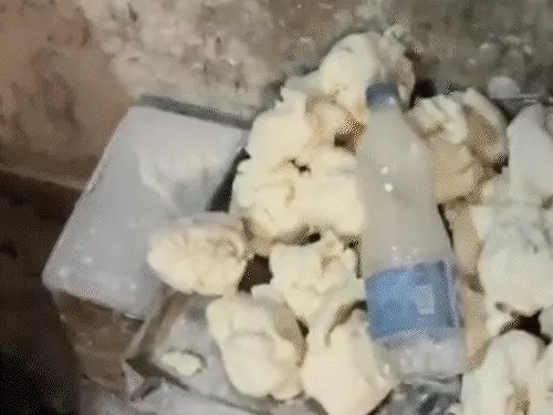 रायपुर में मक्खियों के बीच बन रहे थे ब्रेड-टोस्ट-डोनट : खुले में पड़ा मिला आटा,बिना ग्लव्स-मास्क काम कर रहे थे वर्कर, 50 दुकानों में सप्लाई