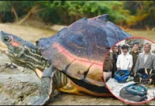 कछुआ तस्करी कांड: इंदौर-रतलाम से जुड़े गिरोह के तार, STSF भोपाल-इंदौर की टीम ने अब तक 7 को दबोचा