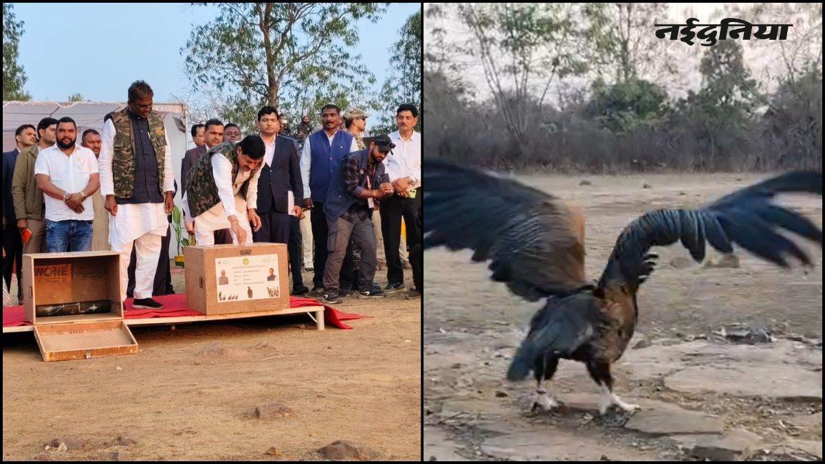 हलाली डैम के पास 5 दुर्लभ गिद्ध मुक्त, मुख्यमंत्री डॉ. मोहन यादव ने किया आजाद, GPS से होगी निगरानी