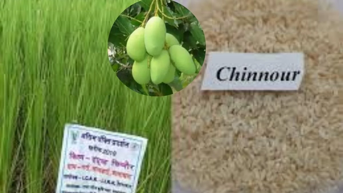 मध्य प्रदेश में अब तक सिर्फ बालाघाट के ‘चिन्नौर’ धान और रीवा के ‘सुदंरजा’ आम को ही जीआइ टैग मध्य प्रदेश में अब तक सिर्फ बालाघाट के ‘चिन्नौर’ धान और रीवा के ‘सुदंरजा’ आम को ही जीआइ टैग