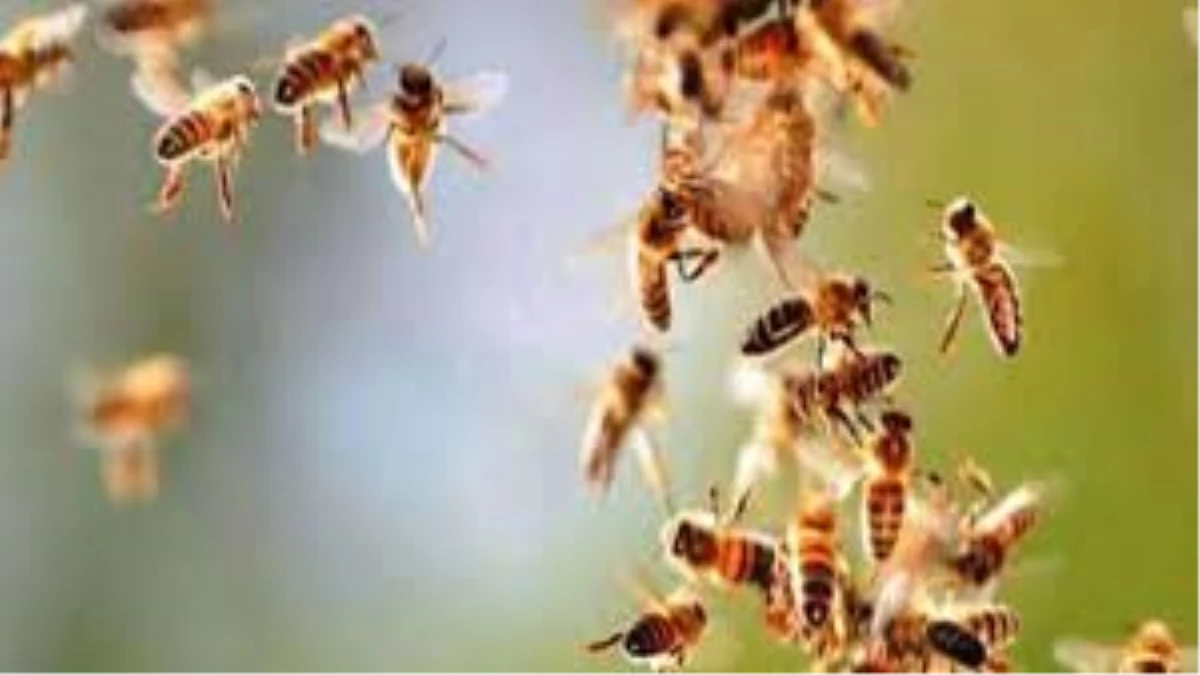 देवास की माता टेकरी पर मधुमक्खियों का हमला, 7 लोग घायल