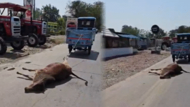 NH-130 पर मृत गाय को ऑटो से घसीटने का वीडियो वायरल