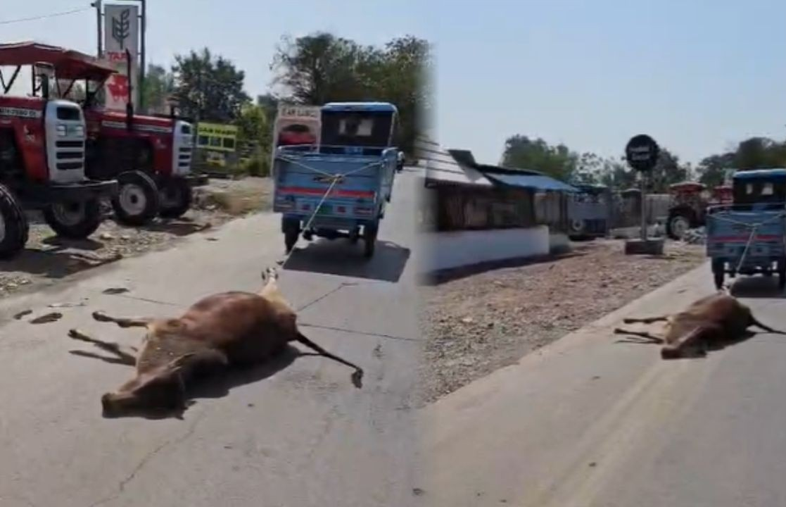 NH-130 पर मृत गाय को ऑटो से घसीटने का वीडियो वायरल