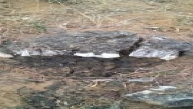 सीधी के पहाड़ी पर मिला रहस्यमयी जीवाश्म, 12 मीटर लंबी हड्डियों से मची सनसनी; 5 दिन बाद भी नहीं पहुंची पुरातत्व टीम