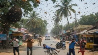 धमतरी: मधुमक्खियों के हमले से दुलारी नगर में मची अफरा-तफरी, एक ICU में भर्ती; छात्र समेत 5 घायल