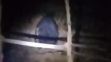 रिहायशी इलाके में भालू की दस्तक से दहशत, मधुमक्खी का छत्ता बना वजह; भगवार गांव में मचा हड़कंप