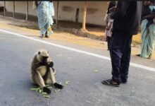 सिर पर हाथ रख देता है ‘आशीर्वाद’! इस अनोखे लंगूर की कहानी जानकर रह जाएंगे हैरान