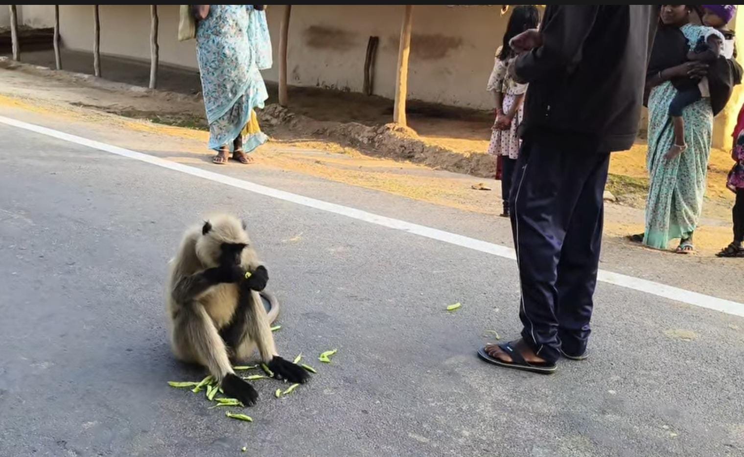 सिर पर हाथ रख देता है ‘आशीर्वाद’! इस अनोखे लंगूर की कहानी जानकर रह जाएंगे हैरान सिर पर हाथ रख देता है ‘आशीर्वाद’! इस अनोखे लंगूर की कहानी जानकर रह जाएंगे हैरान