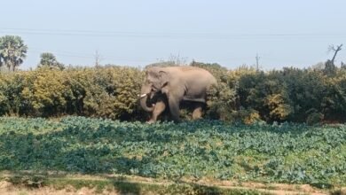 औरंगाबाद :जंगल से भटका हाथी आबादी में पहुंचा, प्रशासन ने जारी की चेतावनी औरंगाबाद :जंगल से भटका हाथी आबादी में पहुंचा, प्रशासन ने जारी की चेतावनी