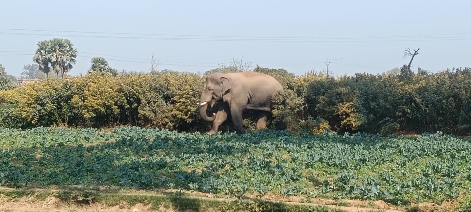 औरंगाबाद :जंगल से भटका हाथी आबादी में पहुंचा, प्रशासन ने जारी की चेतावनी औरंगाबाद :जंगल से भटका हाथी आबादी में पहुंचा, प्रशासन ने जारी की चेतावनी