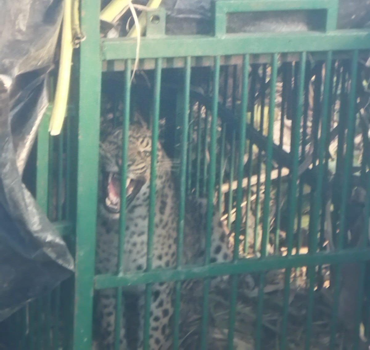 लखीमपुर खीरी: खेतों में हमला, पशुओं का शिकार… अब वन विभाग की पकड़ में आया खूंखार शिकारी लखीमपुर खीरी: खेतों में हमला, पशुओं का शिकार… अब वन विभाग की पकड़ में आया खूंखार शिकारी