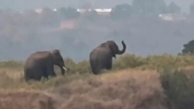 सीधी: 25 गांव अंधेरे में रहेंगे अब, हाथियों की आहट से दो दिन तक रहेगी बिजली बंद, वन विभाग अलर्ट मोड पर आया