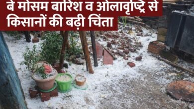 वाड्रफनगर : 20 मिनट की ओलावृष्टि ने मचाई तबाही,किसानों के लिए आफत बनकर आई ओलावृष्टि