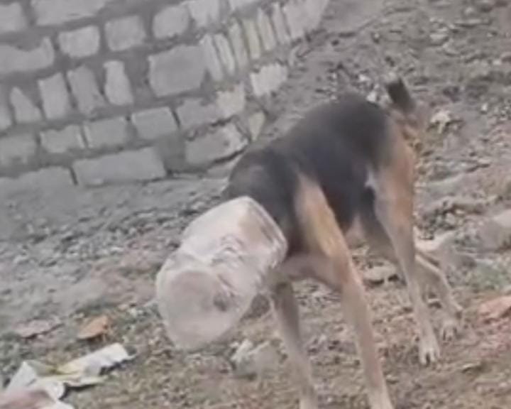 कोरबा में आसामाजिक तत्वों की करतूत: कुत्ते के सिर पर डाला डिब्बा, भागता रहा इधर-उधर; 3 दिनों तक पकड़ने चला रेस्क्यू