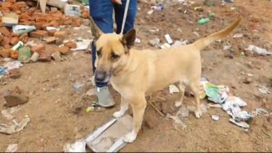 हाथरस में तेंदुए की दस्तक! घर के बाहर टहल रहे पालतू कुत्ते पर अचानक हमला, CCTV में कैद