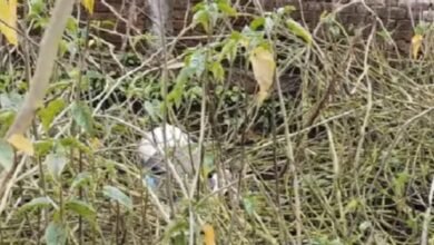 सिद्धार्थनगर: दो दिन से लापता बुजुर्ग का तालाब किनारे मिला शव, परिजनों में मचा कोहराम सिद्धार्थनगर: दो दिन से लापता बुजुर्ग का तालाब किनारे मिला शव, परिजनों में मचा कोहराम