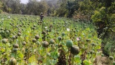 बिहार: वन विभाग, पुलिस और उत्पाद विभाग की संयुक्त कार्रवाई: 15 एकड़ में अवैध रूप से लगी अफीम की फसल नष्ट