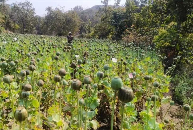 बिहार: वन विभाग, पुलिस और उत्पाद विभाग की संयुक्त कार्रवाई: 15 एकड़ में अवैध रूप से लगी अफीम की फसल नष्ट बिहार: वन विभाग, पुलिस और उत्पाद विभाग की संयुक्त कार्रवाई: 15 एकड़ में अवैध रूप से लगी अफीम की फसल नष्ट