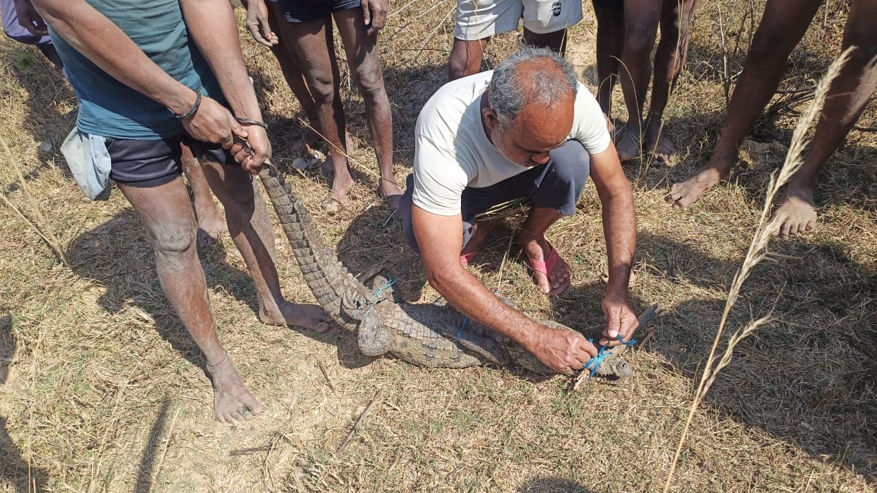 तालाब में फंसे मगरमच्छ को सुरक्षित बचाया, नवा रायपुर की जंगल सफारी में मिला नया ठिकाना तालाब में फंसे मगरमच्छ को सुरक्षित बचाया, नवा रायपुर की जंगल सफारी में मिला नया ठिकाना