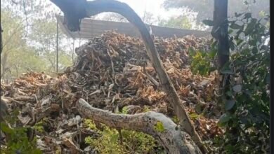 हाईकोर्ट की अवमानना: सोहावल में रात के अंधेरे में धड़ल्ले से चल रही हड्डी फैक्ट्री, सड़ांध और बीमारियों से जनता बेहाल